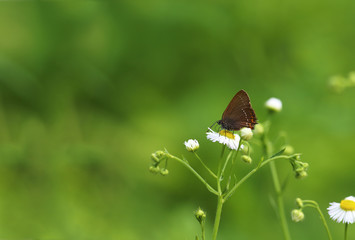 Brown little butterfly on chamomile, on blurry green background