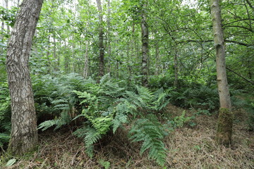 Beautiful dark green forest ferns in a rugged European forest.