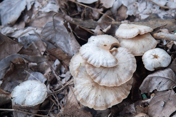 White poisonous mushroom that occurs naturally during the rainy season in Thailand.