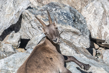 Bouquetin dans les Alpes