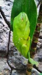 frog on a leaf
