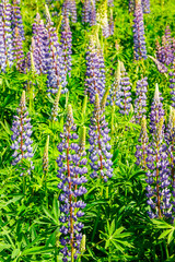 Lupine field with blue flowers at summer