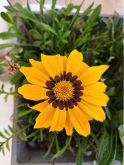 Gazania