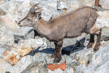 Bouquetin dans les Alpes