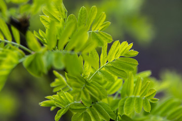 Spring collection of nature awakening green leaves abstract background