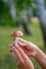 The search for mushrooms in the woods. Mushroom picker. A woman has cut a white mushroom. Hands of a woman with a mushroom.