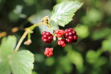 close up of  blackberry in a garden on green background