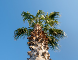 palm tree with blue sky background