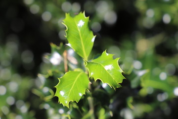 Beautiful green young holly leaves illuminated by summer light.