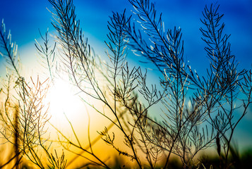 Nature blurred multicolored floral abstract background for desight and decoration. Minimalism. Selective focus. Sunlight.