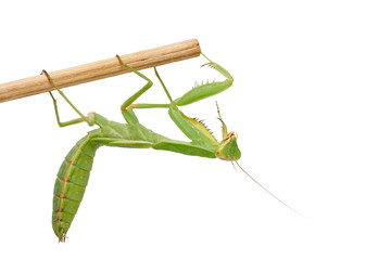 green young mantis sitting on a wooden stick, insect isolated on white background