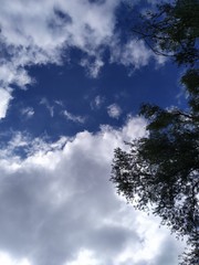 Obraz na płótnie Canvas ciel et nuages vue de dessous avec des arbre en contre-plongée allongé sur l'herbe