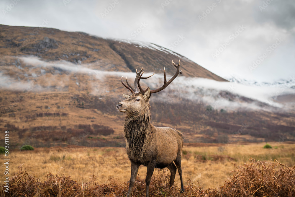 Wall mural Monarch of the glen