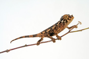 young Jackson's chameleon - junges Dreihornchamäleon / Jacksons Chamäleon (Trioceros jacksonii xantholophus) © bennytrapp