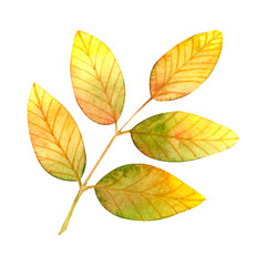 Autumn yellow-green leaves isolated on white background.Watercolor botanical hand drawn illustration..Image can be used for printing on fabric,dishes, to create patterns,stickers,postcard,invitations