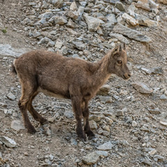 Bouquetin dans les Alpes