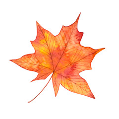 Autumn maple red leaf isolated on white background.Watercolor botanical hand drawn illustration..Image can be used for printing on fabric,dishes,to create patterns,stickers,postcsrd,invitations,cards.