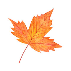Autumn maple red leaf isolated on white background.Watercolor botanical hand drawn illustration..Image can be used for printing on fabric,dishes,to create patterns,stickers,postcsrd,invitations,cards.