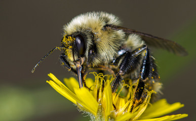 bee on a yellow flower