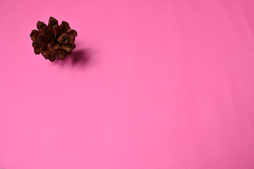 Dried pine flowers usually used for decoration or crafts. Its so antique and unique.