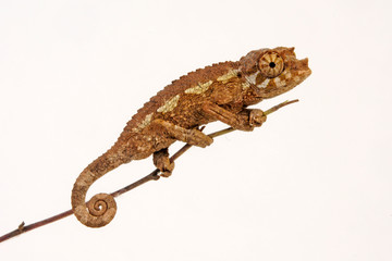 young Jackson's chameleon - junges Dreihornchamäleon / Jacksons Chamäleon (Trioceros jacksonii xantholophus) © bennytrapp
