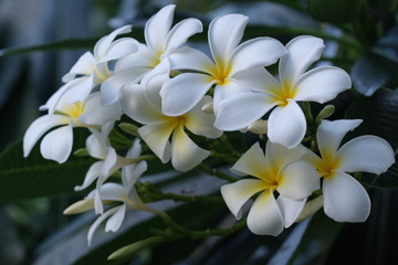 Fototapeta na wymiar White tropical flowers on a branch in garden