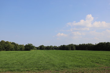 Beautiful blue sky over a Dutch meadow with forest edge.