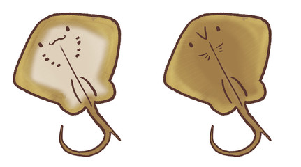 R：もっとメルヘンな水族館 アカエイ６ © stardom64