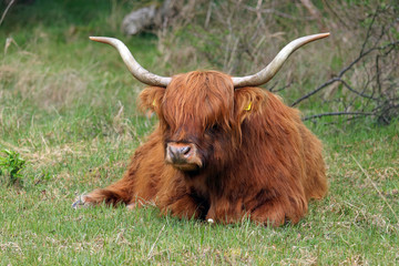 Heck bull; heck cattle are a hardy breed of domestic cattle introduced to control vegetation in the...