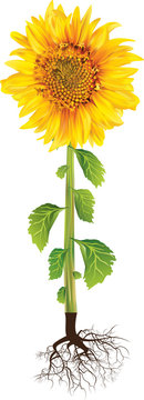 Blooming sunflower, stem, leaves, root isolated.