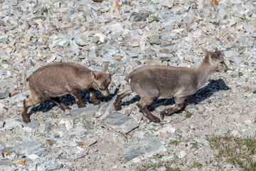 Bouquetin dans les Alpes