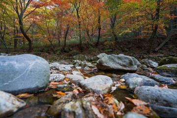 Autumn forest in Korean Mountain