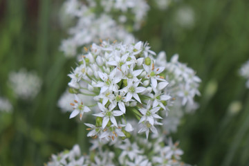 Closeup of white flowers of the garlic chives, Allium tuberosum . Medicinal plants, herbs in the organic garden. Blurred background.