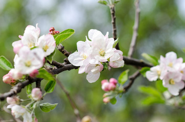 Obraz premium spring and the sun make the flowers of many apples, pears, plums, and cherries bloom. Their scent and color perfumes the countryside attracting many bees for their nectar and will bear excellent fruit