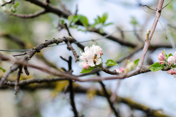 The bees in Spring when the bouquets of May flowers bloom and the bees work to collect the nectar and make honey.