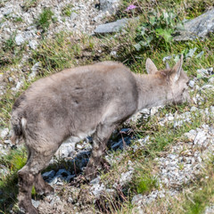 Bouquetin dans les Alpes