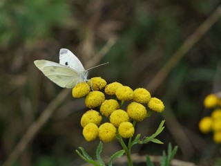 Pieris brassicae on a tansy flower.
