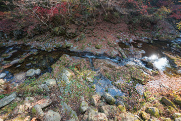 Autumn forest in Korean Mountain