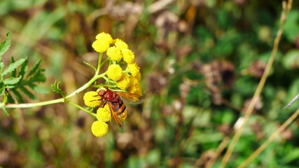 The gadfly eats nectar on a tansy flower.