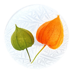Orange and green physalis flower on round piece of frost. Square poster with central composition, white background, hoarfrost pattern
