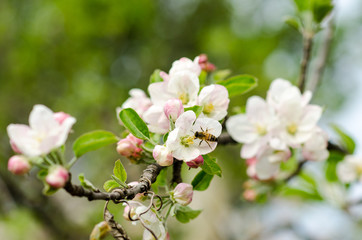 the colors of the flowers bring joy in spring, the bees in spring when the bouquets of May flowers bloom and the bees work to collect the nectar and make honey.