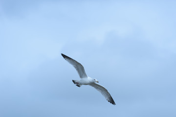 Seagull in Flight Soaring through Sky