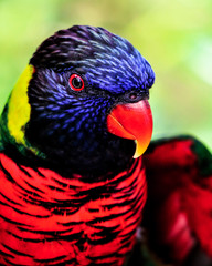Blue and Red Parrot