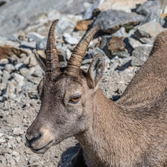 Bouquetin dans les Alpes