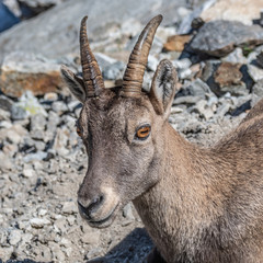Bouquetin dans les Alpes