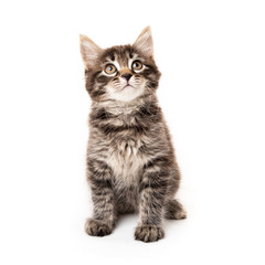 Little kitten isolated on white background. Funny kitten cat