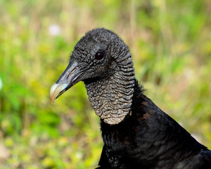 Vulture with blurred backround