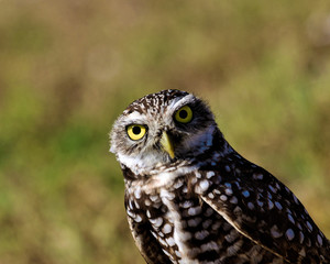Owls on an angle