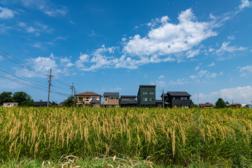 秋空と稲穂の輝き