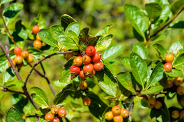 Foliage and ripen fruits of dwarf whitebeam (Sorbus chamaemespilus) branches.